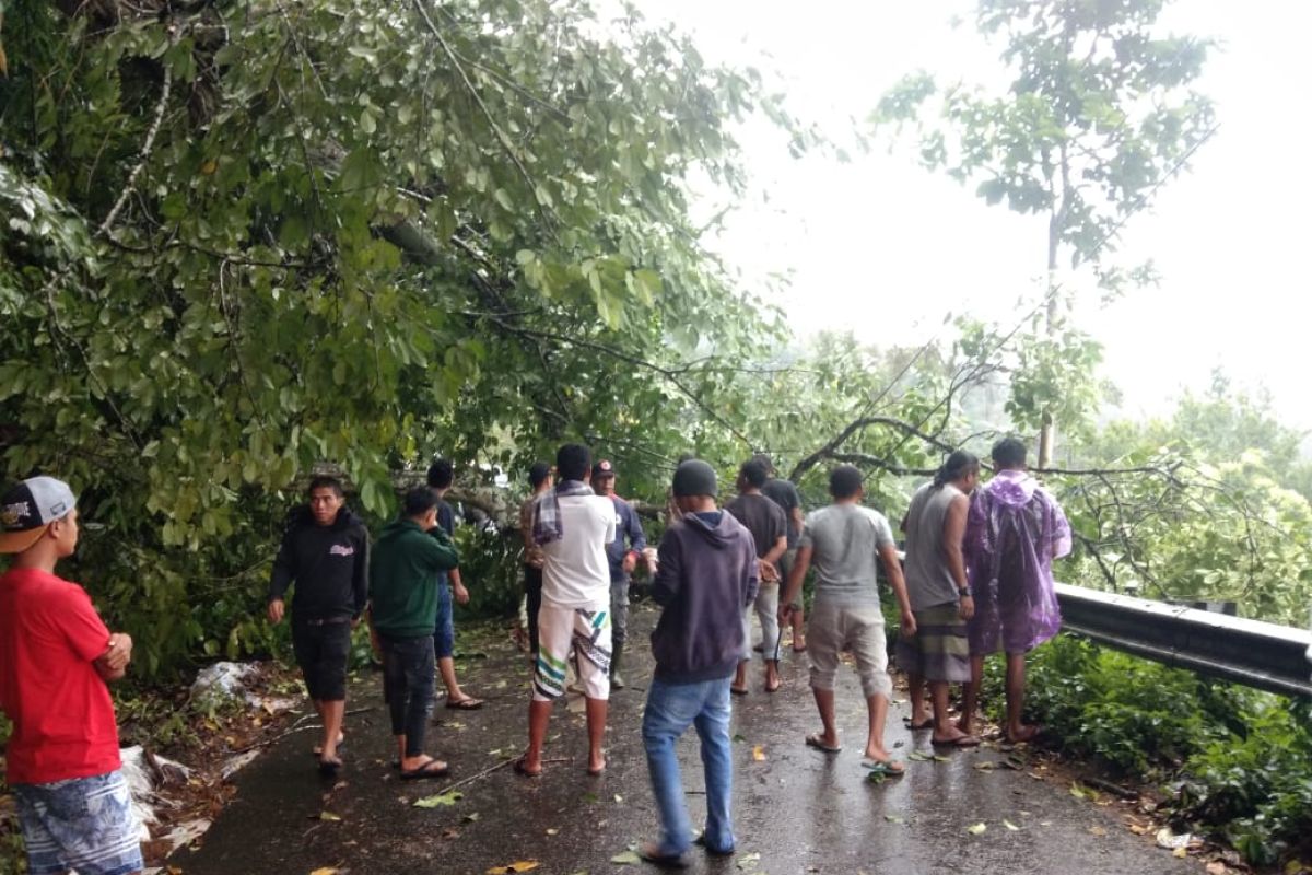 Jalan Kelok 44 Agam tertutup pohon, jalan tak bisa dilalui kendaraan