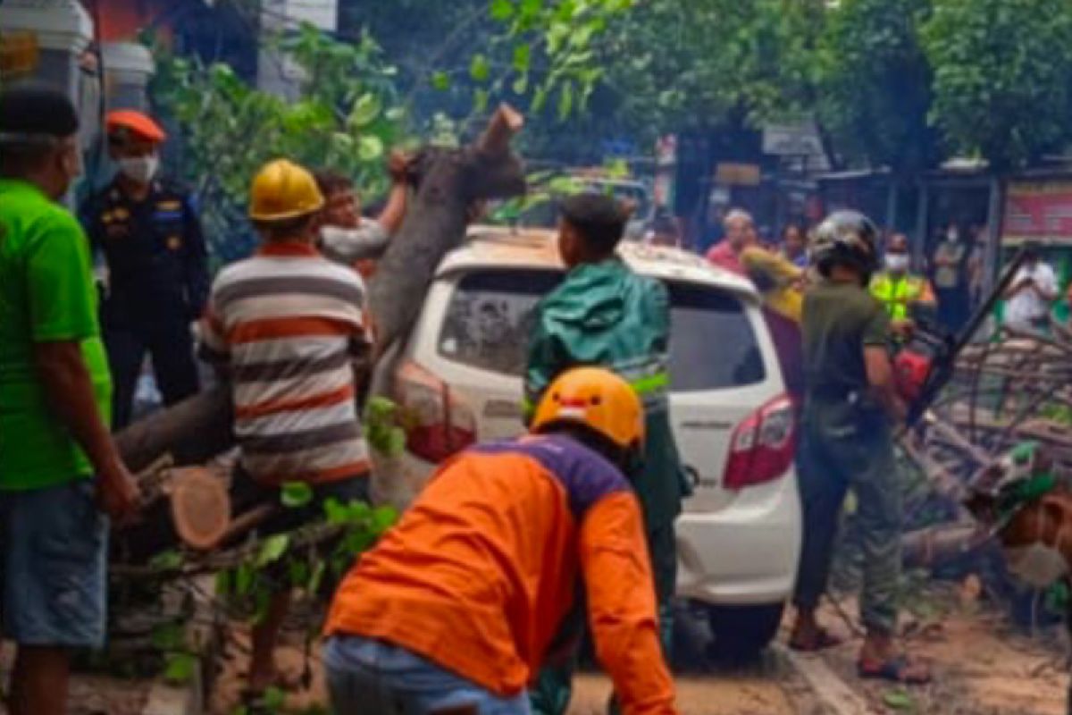 Heavy rains in Yogyakarta bring down trees, damage cars