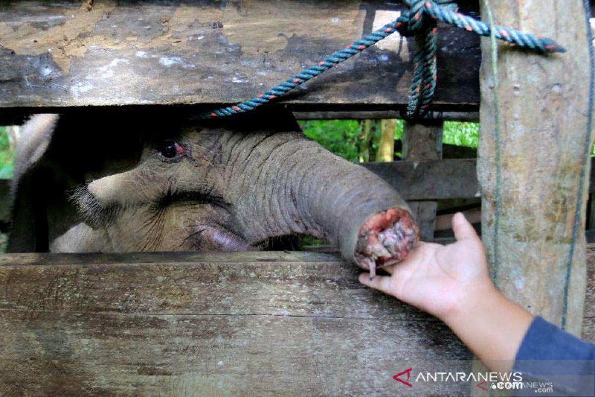 Aktivis lingkungan desak usut tuntas kematian anak gajah di Aceh