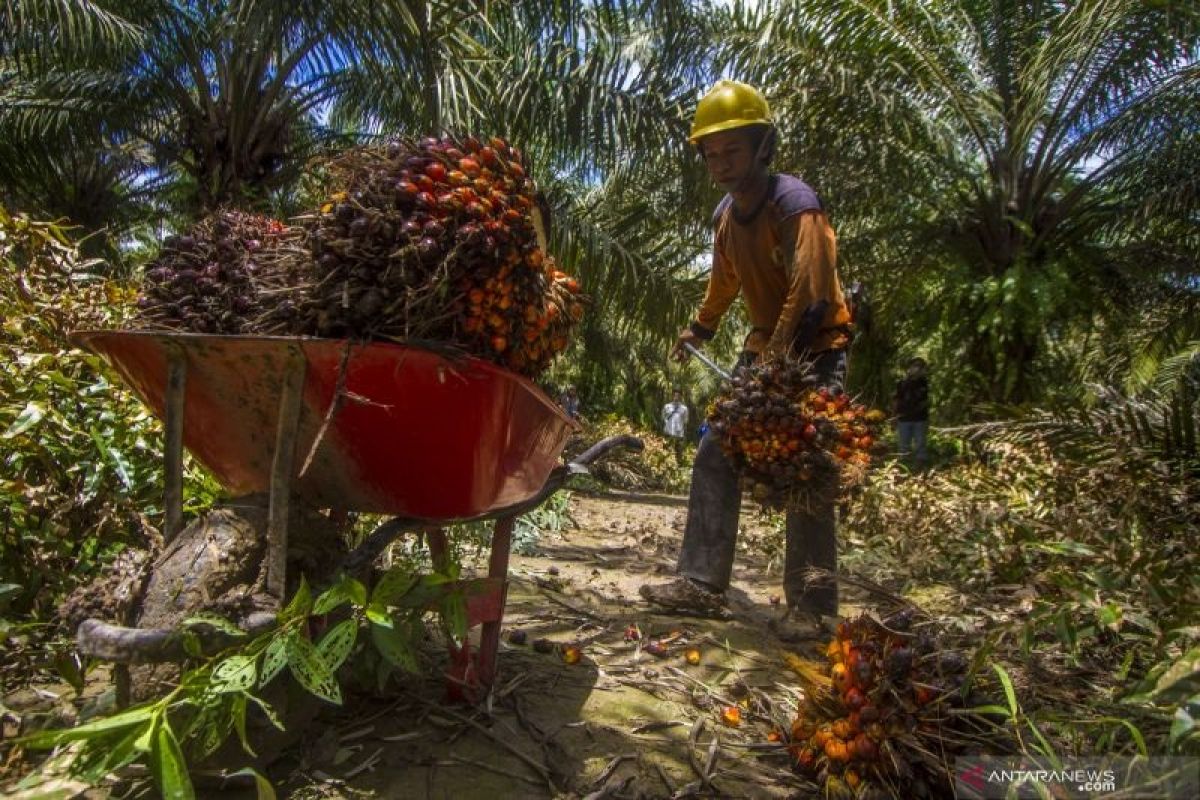 Pemerintah dorong pemberdayaan petani kelapa sawit