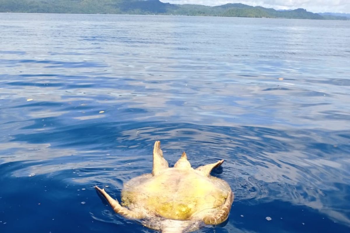 Penyu mati terapung di perairan Raja Ampat