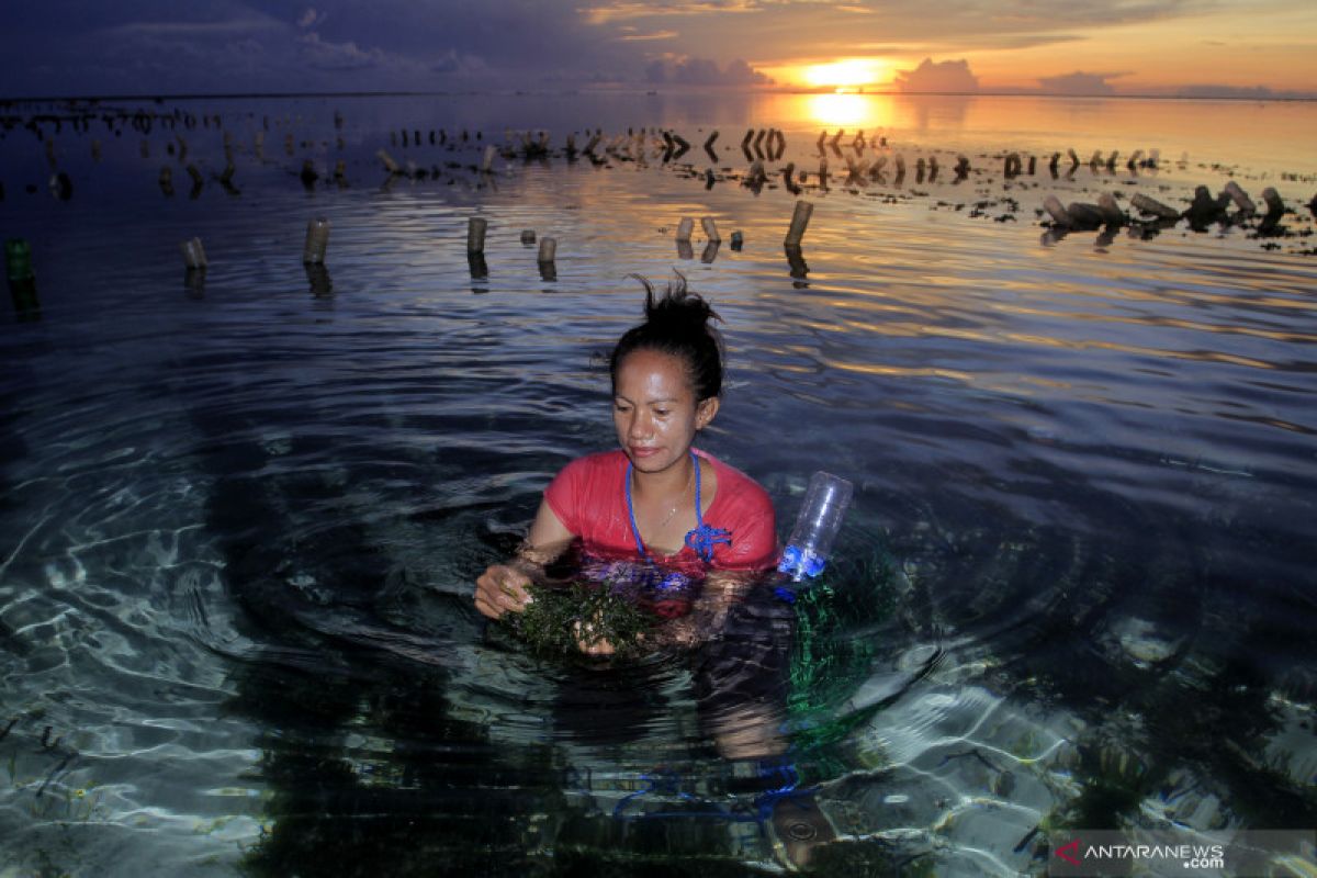 Petani rumput laut NTT tanyakan kelanjutan Perpres kasus Montara