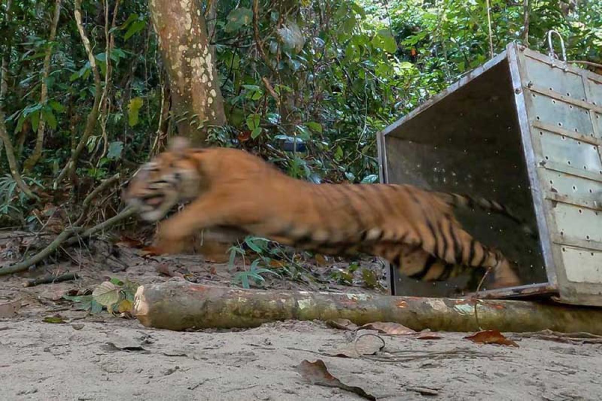 BKSDA turunkan tim atasi gangguan harimau sumatera di Gayo Lues