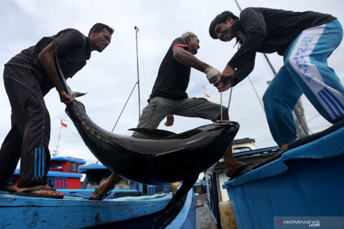 Melacak perubahan iklim dari ikan tuna