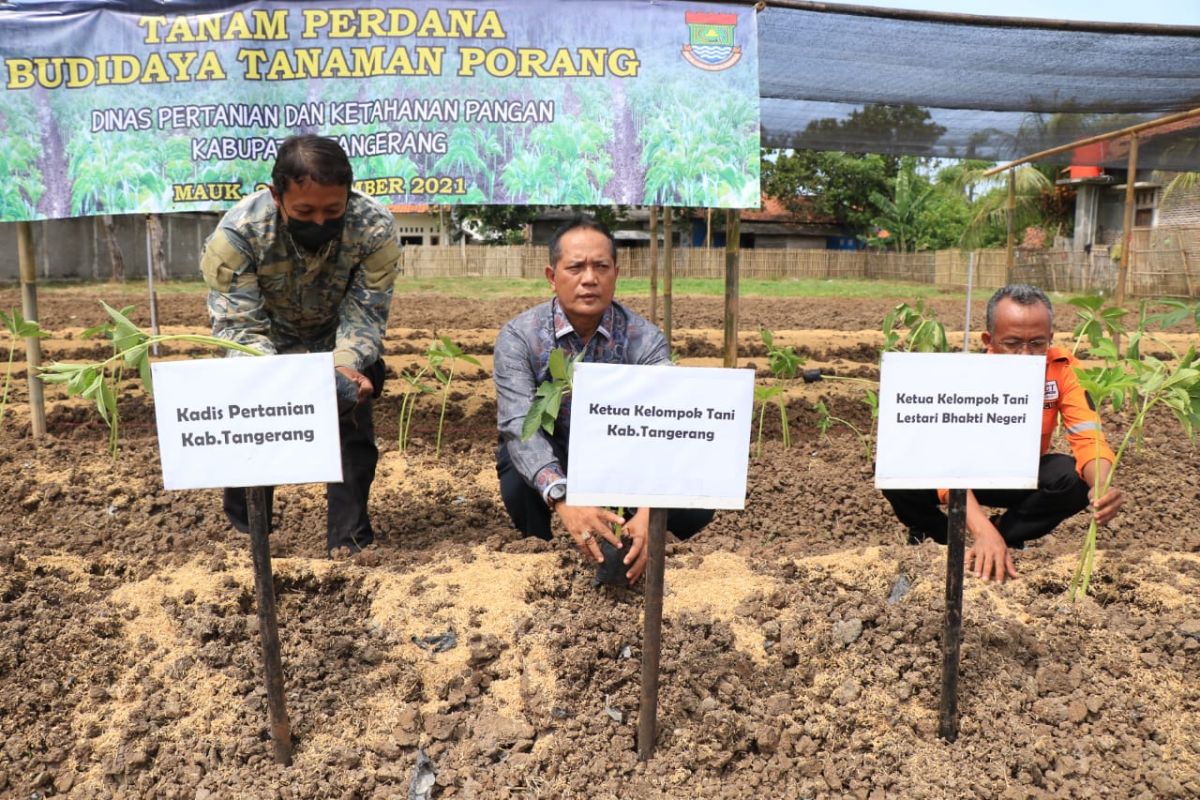 Dinas Pertanian  Tangerang kembangkan tanaman porang