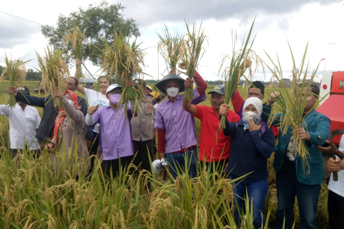Sertani panen padi organik di Desa Mataram Baru Lampung Timur