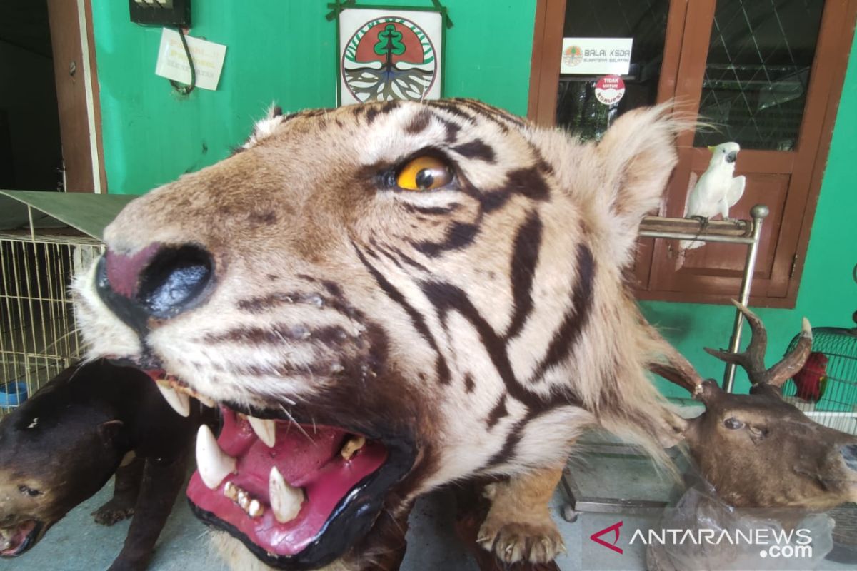 BKSDA Sumsel sita harimau diawetkan dari warga