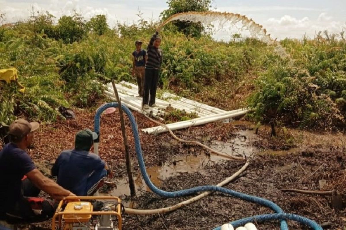 BRGM tegaskan Indonesia perkuat komitmen dalam merestorasi gambut dan mangrove