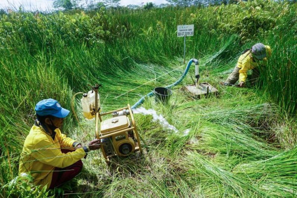 Kabupaten OKI pulihkan ekosistem gambut