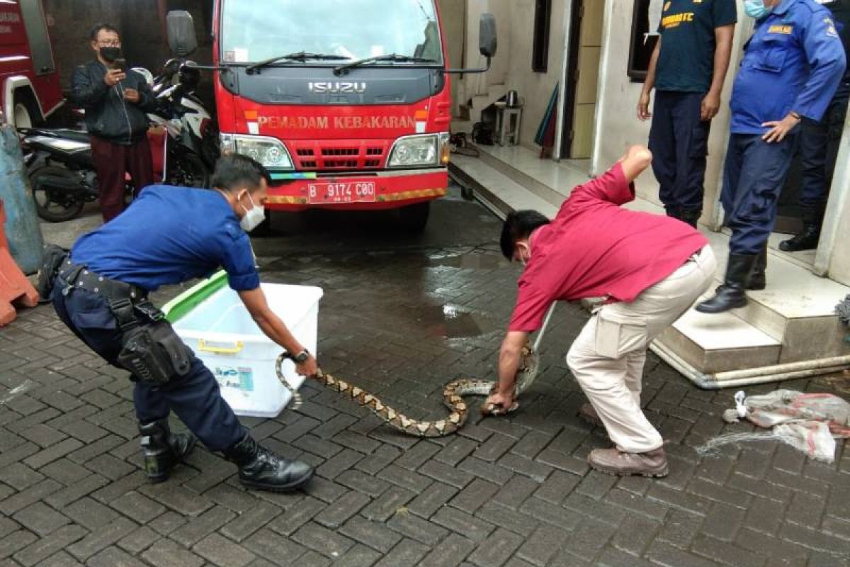 BPBD Kota Tangerang terima 86 laporan warga terkait temuan ular