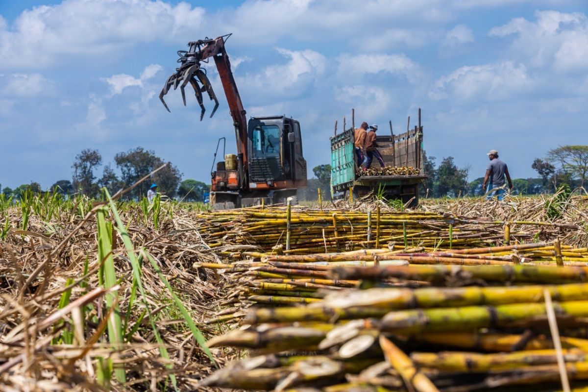 PTPN X catat kenaikan produksi gula dan rendemen pada musim giling 2021