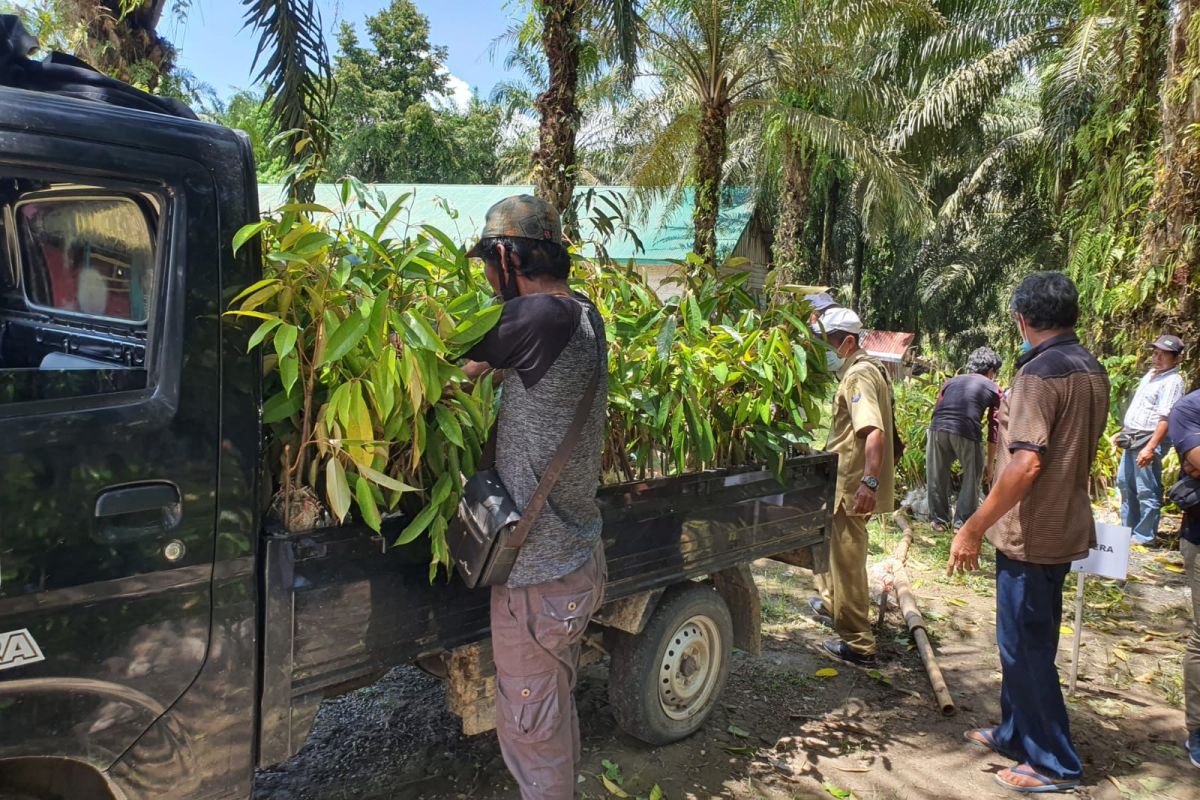 Anak usaha PTPN XIV dan IV salurkan bibit tanaman untuk penghijauan lingkungan