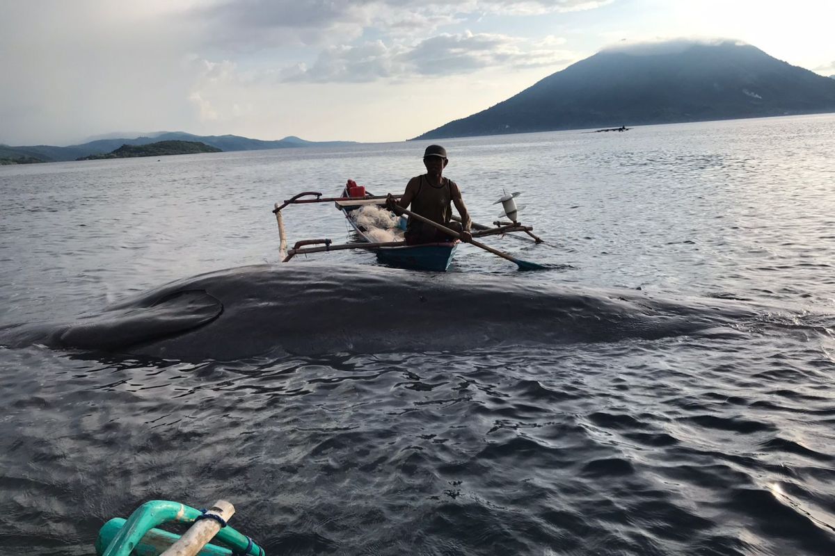 Seekor paus sperma terdampar di Alor