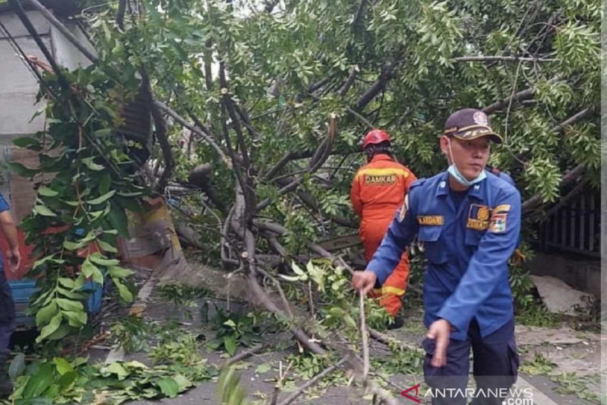 Angin kencang, pohon kedondong di Karet tumbang timpa seorang warga