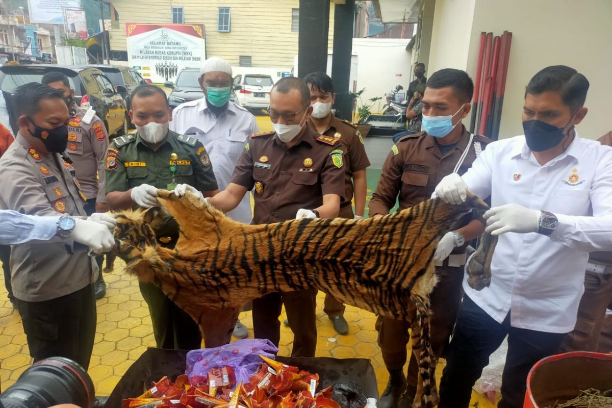 Kejaksaan Aceh Tengah musnahkan barang bukti kulit harimau dan paruh rangkong