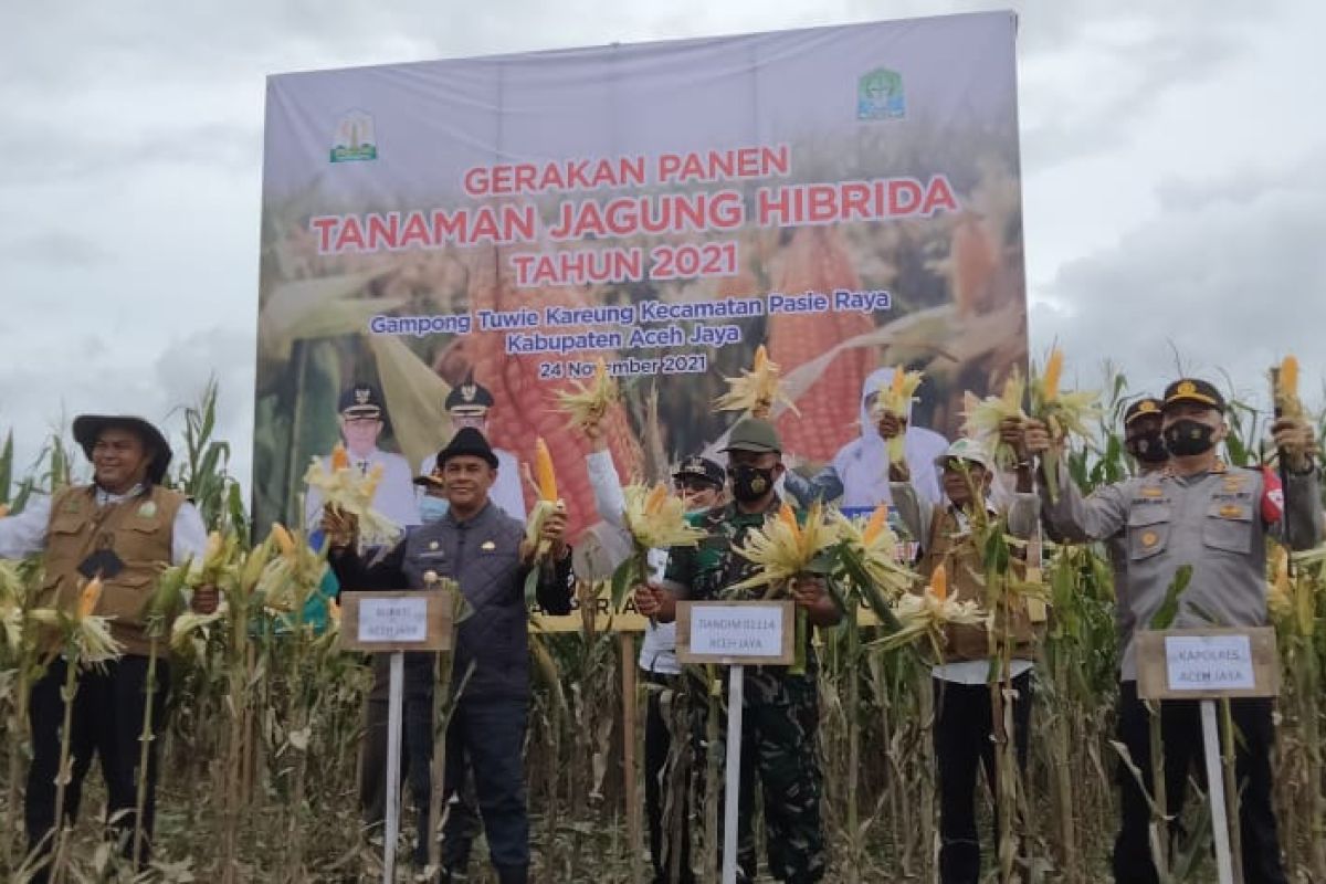 Bupati minta Distanbun maksimalkan pengembangan jagung hibrida di Aceh Jaya