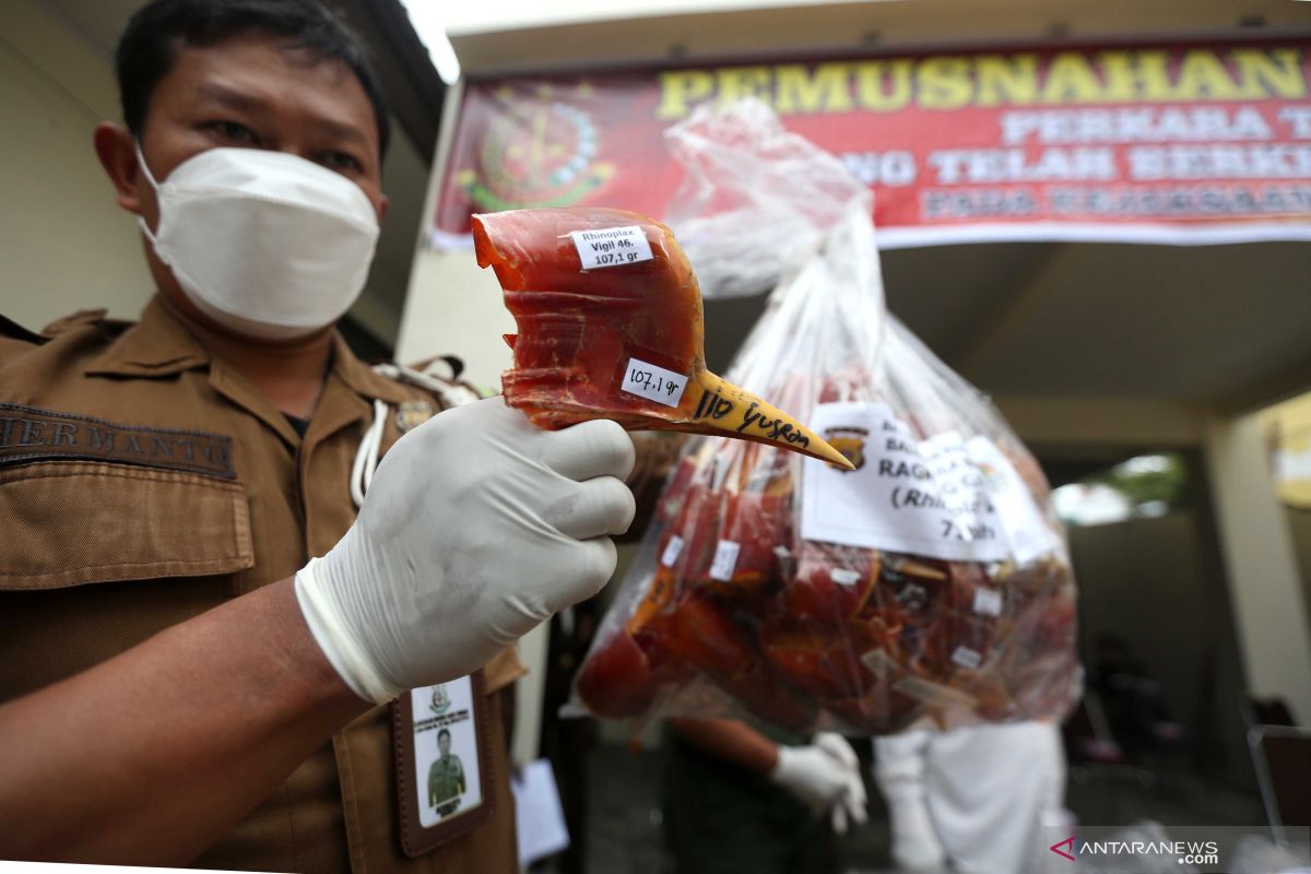 Pemusnahan paruh rangkong gading