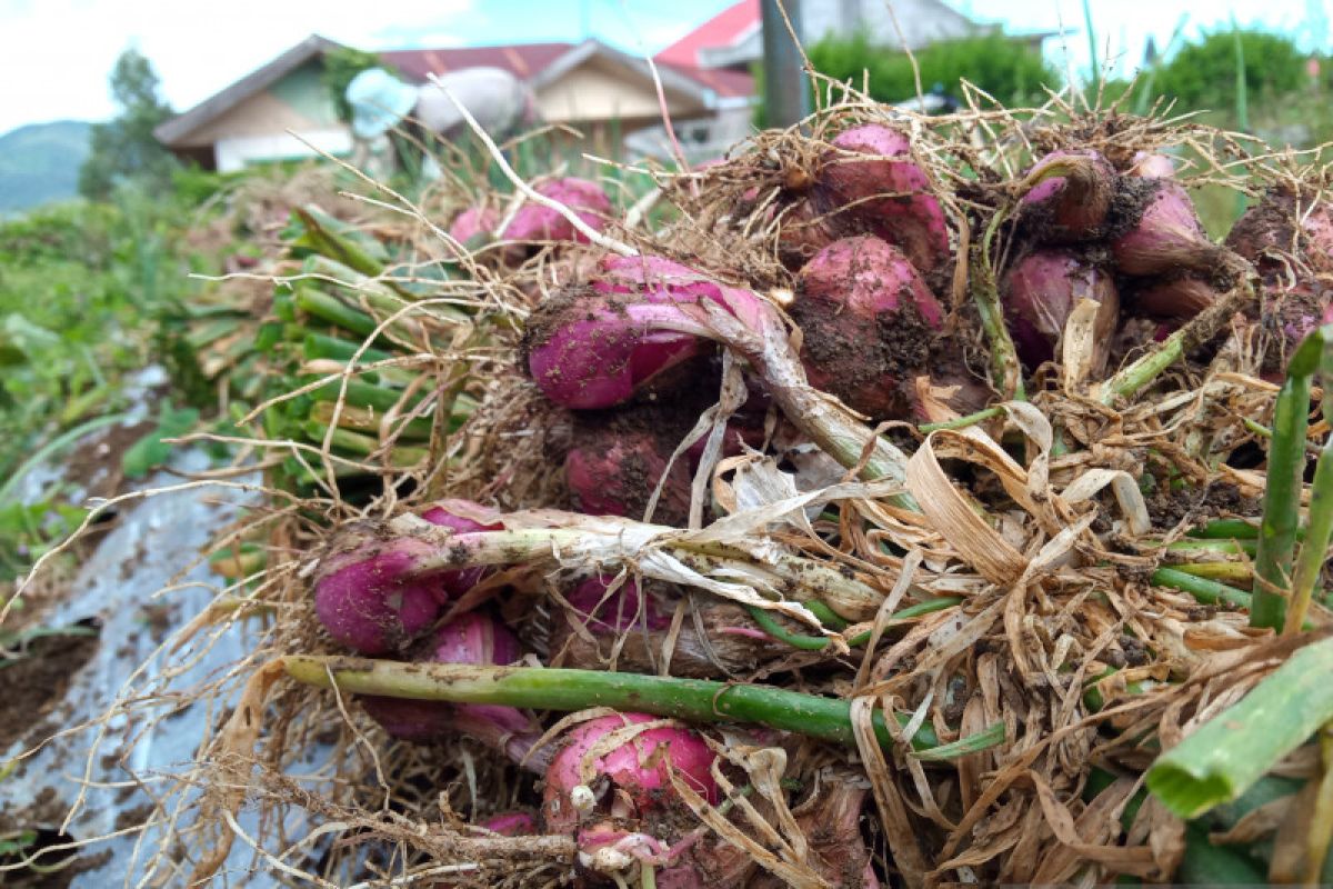 Harga bawang merah anjlok hingga hanya Rp6.000/kilogram, para petani di Alahan Panjang mengeluh