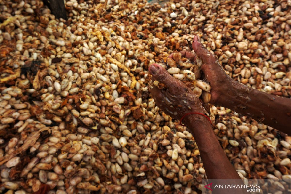 MKI: Kemitraan industri kakao dengan petani seharusnya wajib