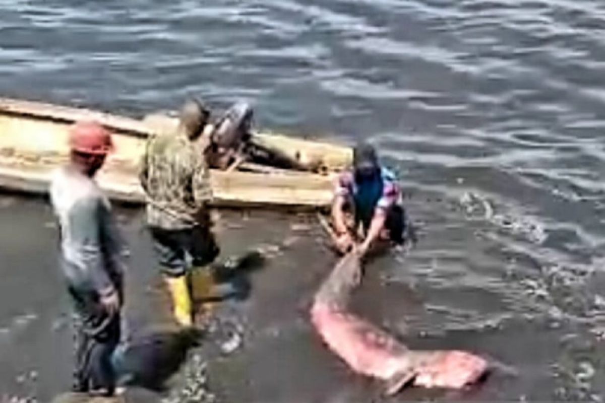 TNI AL selamatkan ikan duyung terdampar di pantai