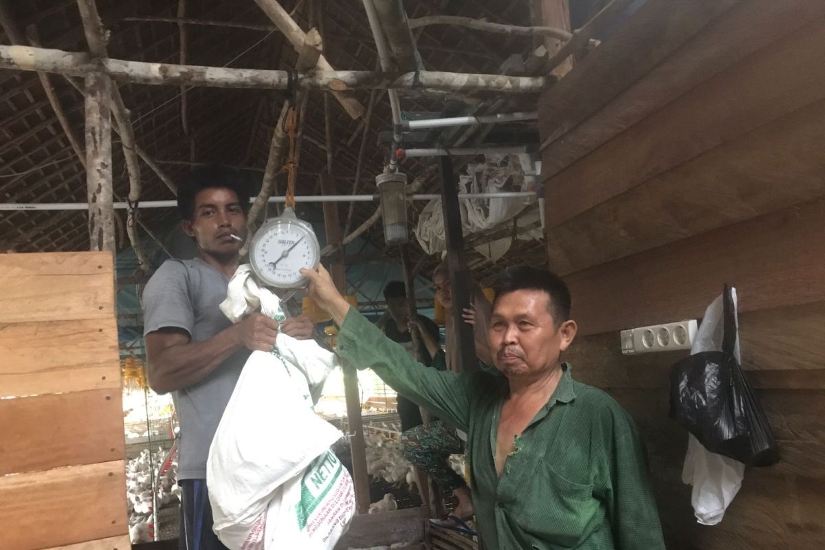 Petani binaan Balangan Coal panen perdana ayam potong