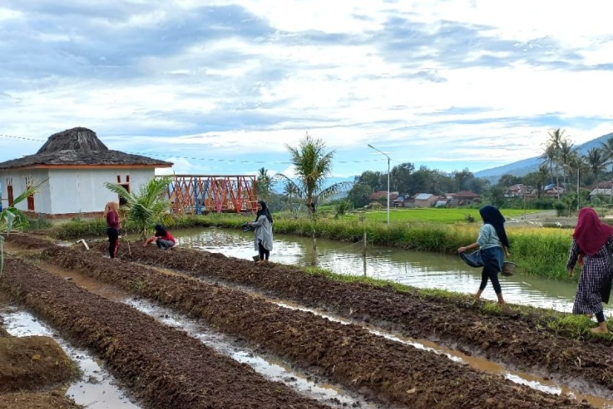 Millenial farmers Tabagsel kembangkan demplot pertanian organik di Huta Ginjang