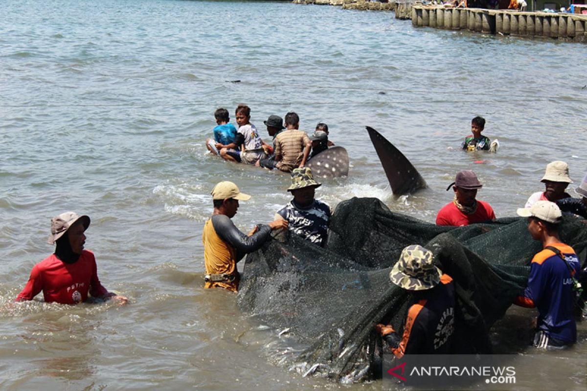 BKSDA Bengkulu sebut 2 penyebab hiu paus terjaring nelayan di Lampung