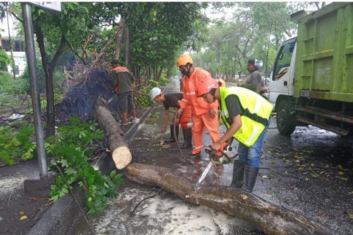 Bupati Sidoarjo instruksikan dinas rajin kepras pohon