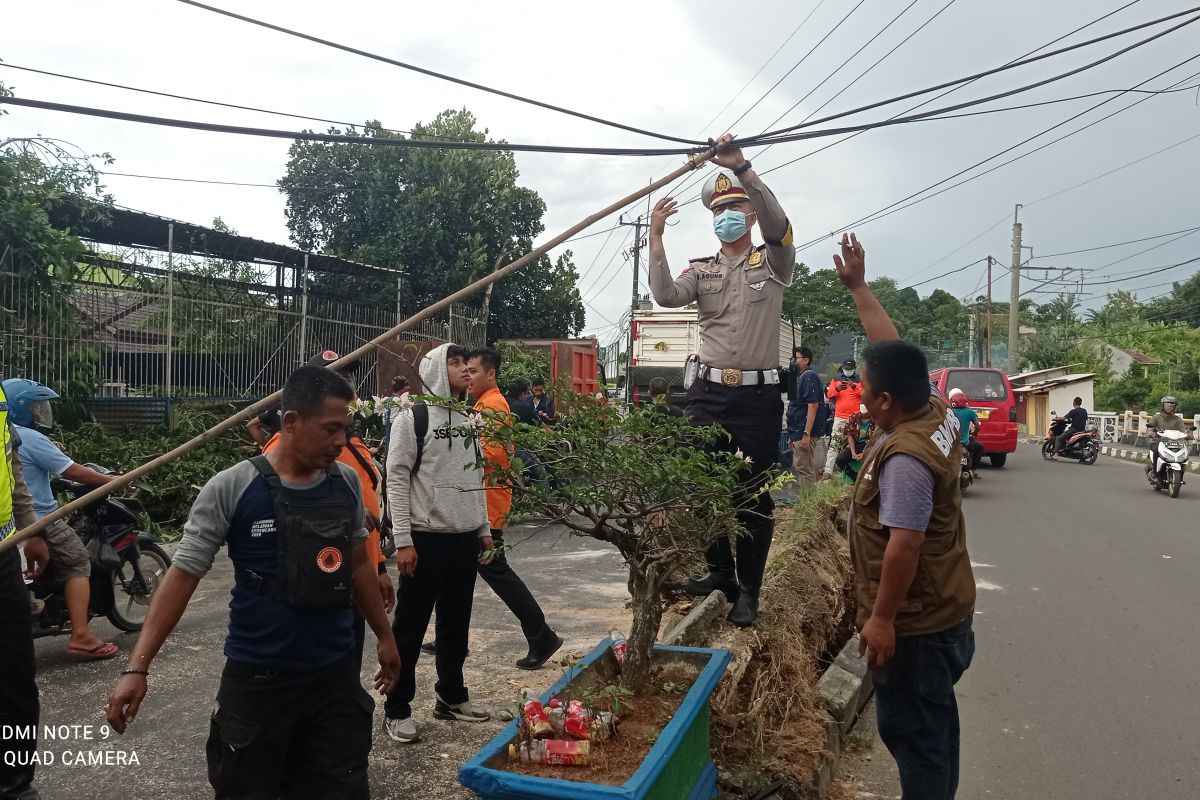 Pengemudi di Lebak diimbau waspadai pohon tumbang