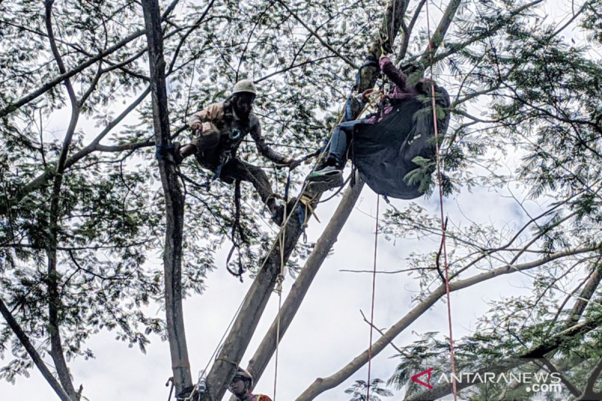 Wanita penerbang paralayang di Puncak Bogor tersangkut pohon