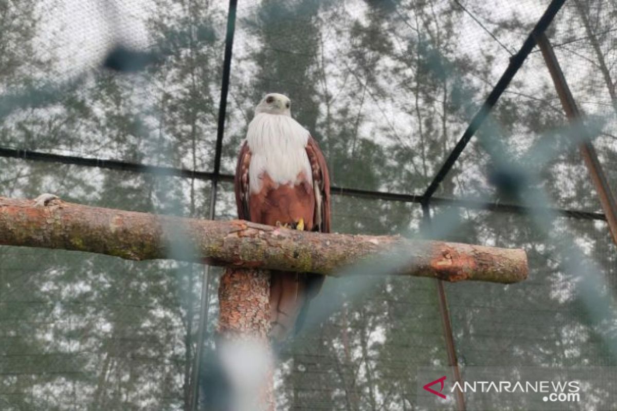 BKSDA Sumsel lepasliarkan dua ekor elang bondol