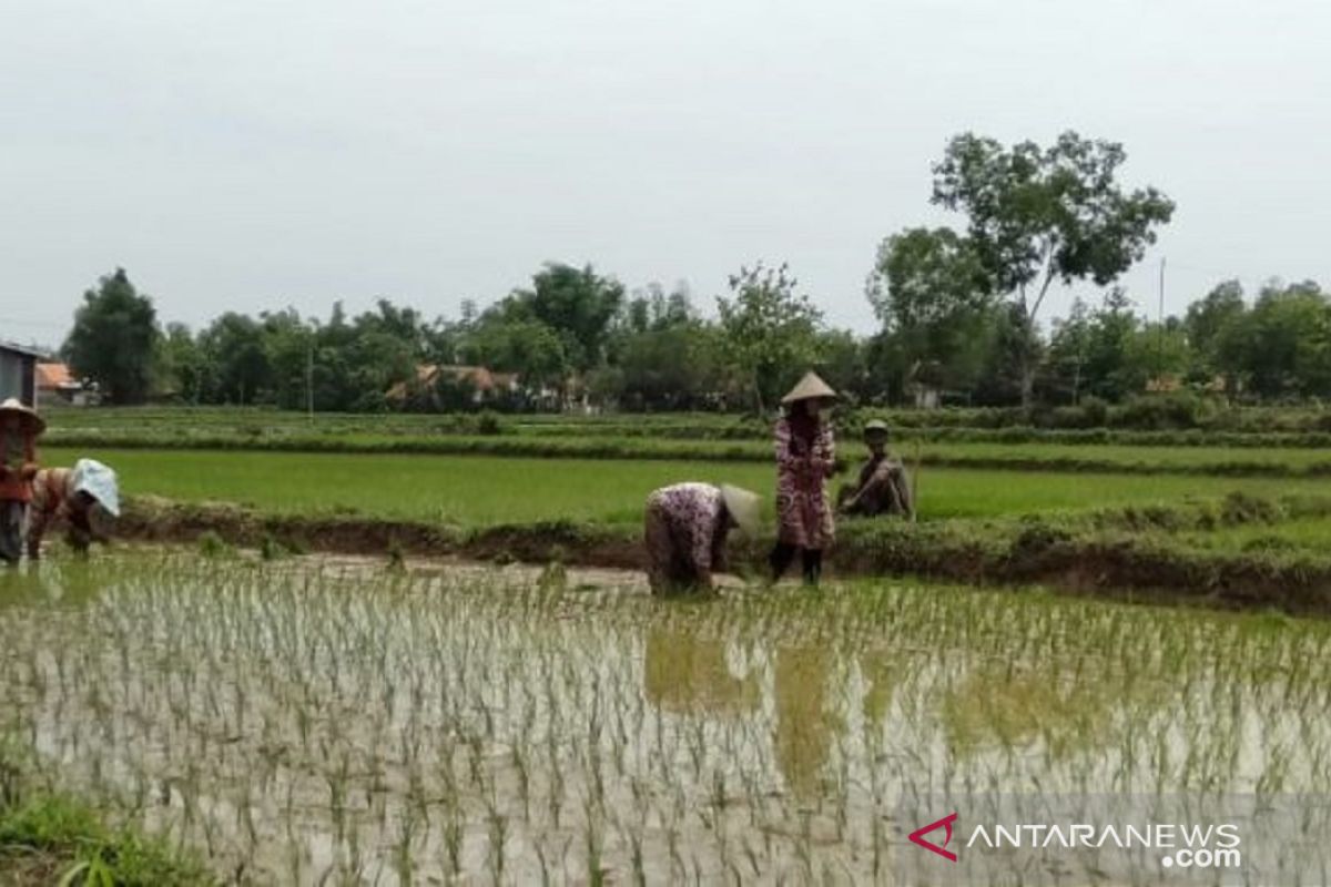 Cegah penyalahgunaan, Pemkab Sampang salurkan pupuk bersubsidi melalui kelompok tani