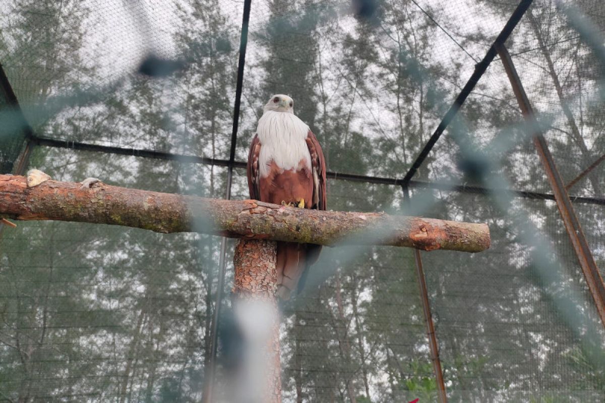 BKSDA Sumsel lepasliarkan dua ekor elang bondol ke habitat di hutan Belitung