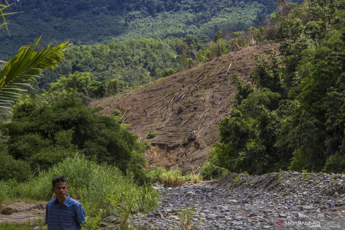 Forest restoration to minimize deforestation: expert