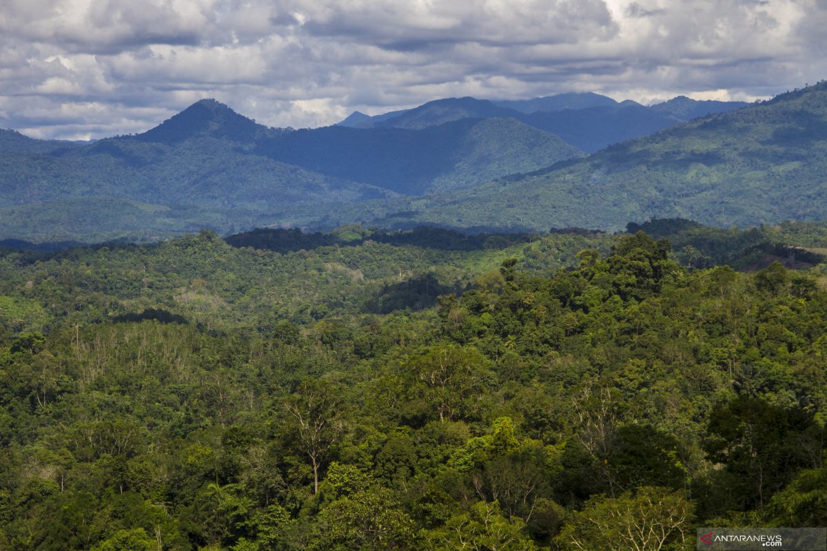 RI dan 16 negara surati Uni Eropa prihatinkan UU antideforestasi