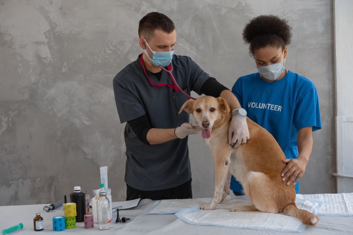 Vaksinasi anti rabies tekan risiko kematian pada "anak bulu"