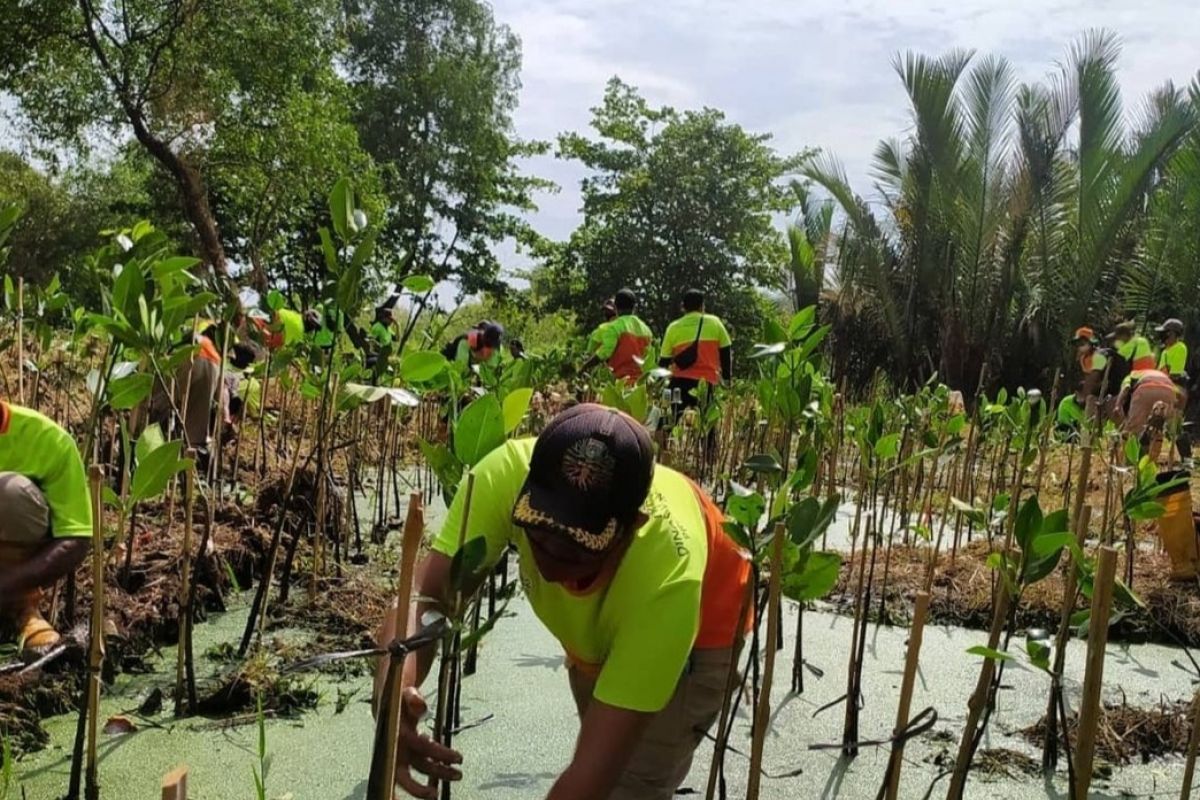 Pemprov DKI tanam 2.500 bibit mangrove