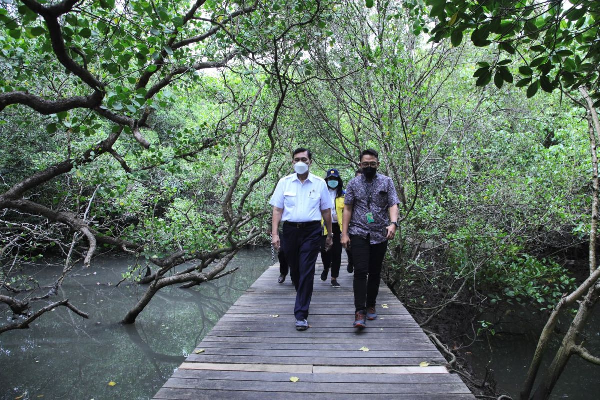 Menko Luhut: Indonesia akan pamerkan hutan mangrove saat  G20 di Bali