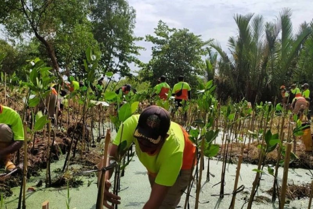 Pemprov DKI Jakarta tanam 2.500 bibit mangrove