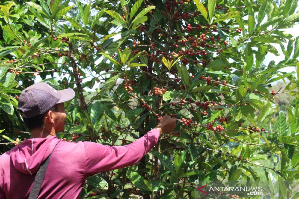 Liberika Kayong Utara raih legalitas dan resmi jadi varietas kopi pertama di Kalbar