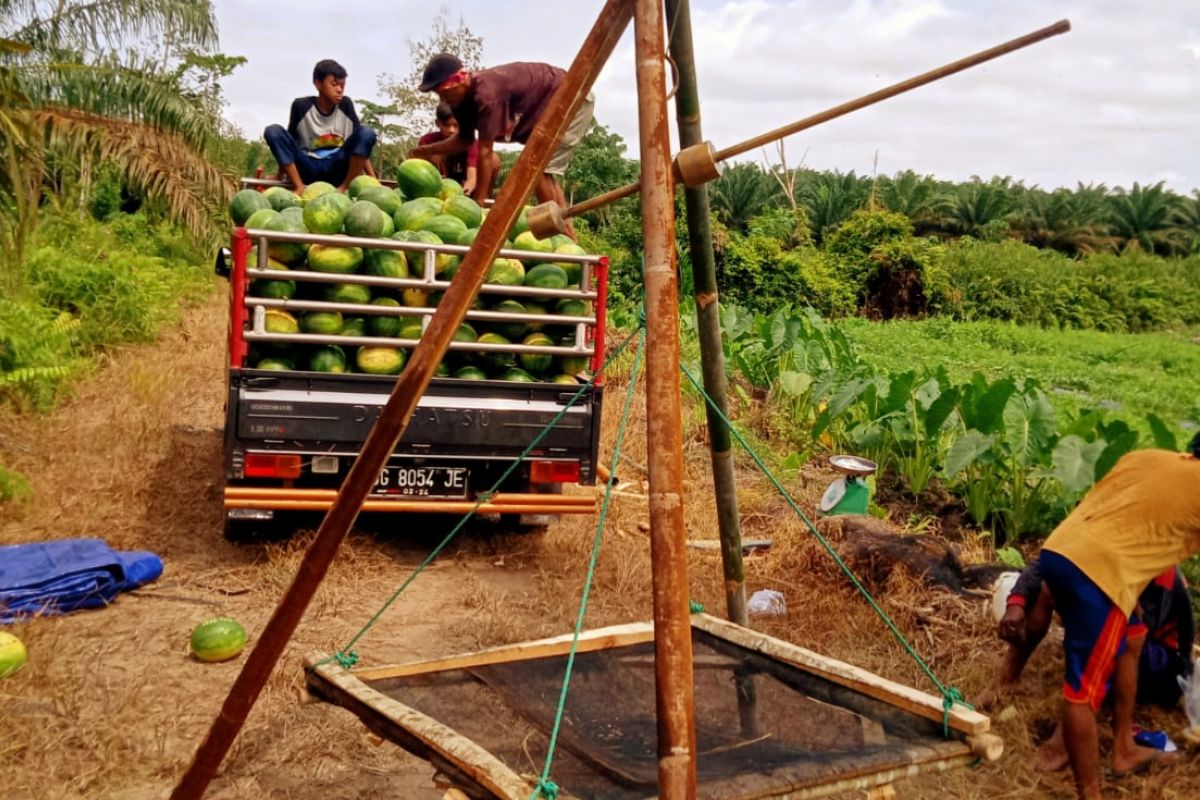 BRGM dorong warga Banyuasin kembangkan budidaya pertanian dan ikan