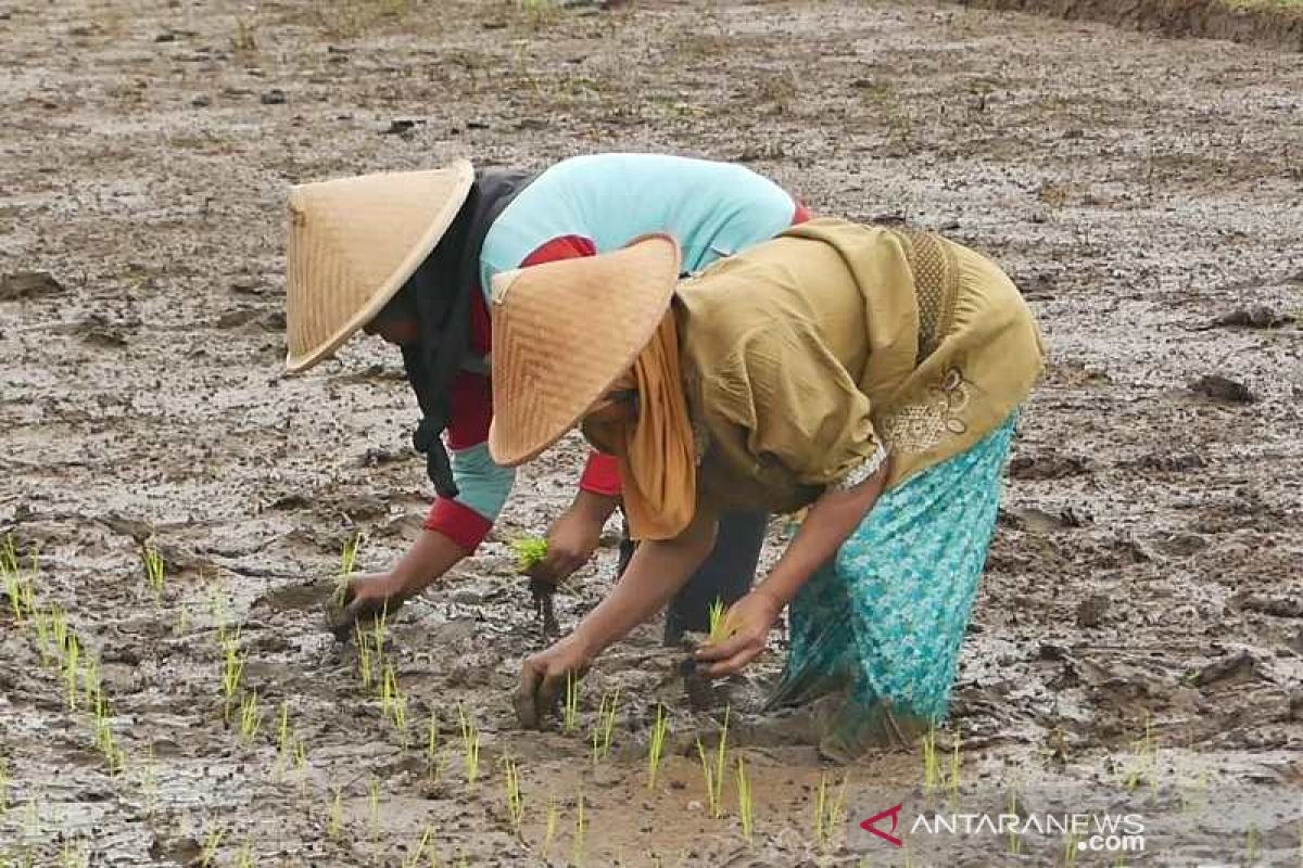 Petani Temanggung kembangkan padi organik jajar legowo