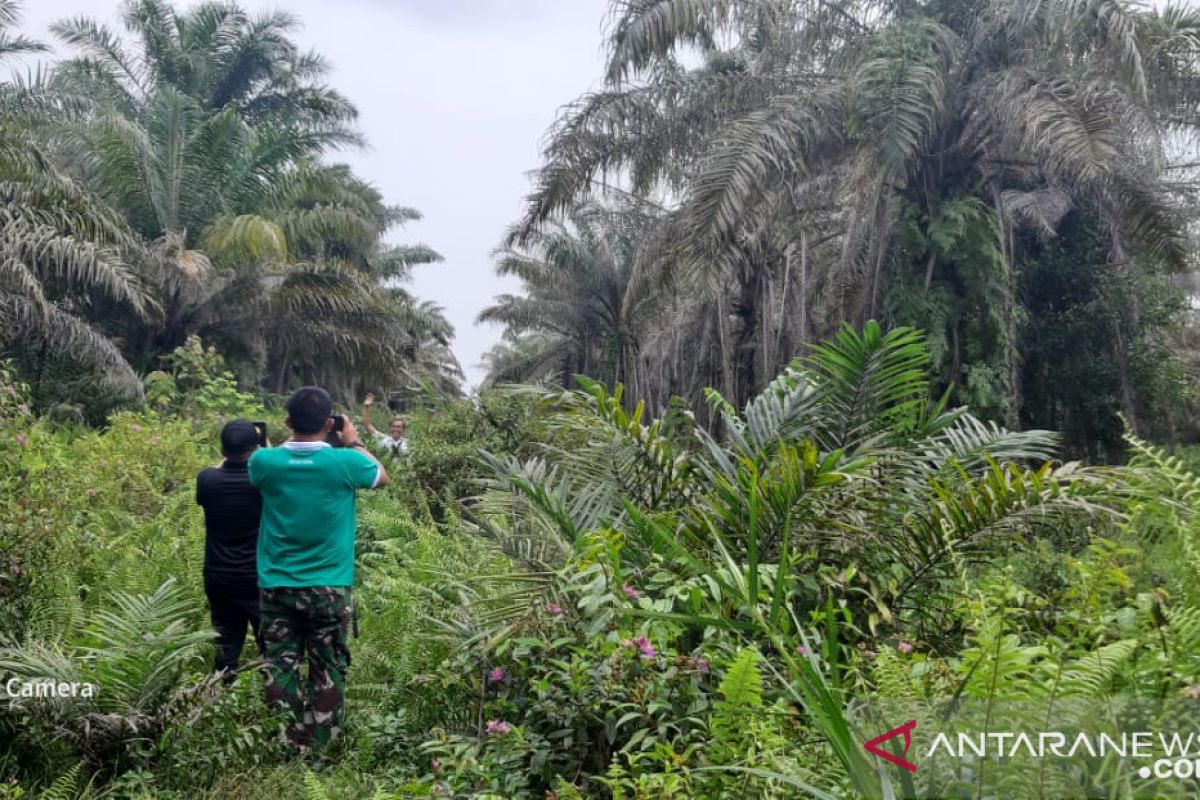 Petani Kopsa-M Kampar fokus rawat kebun