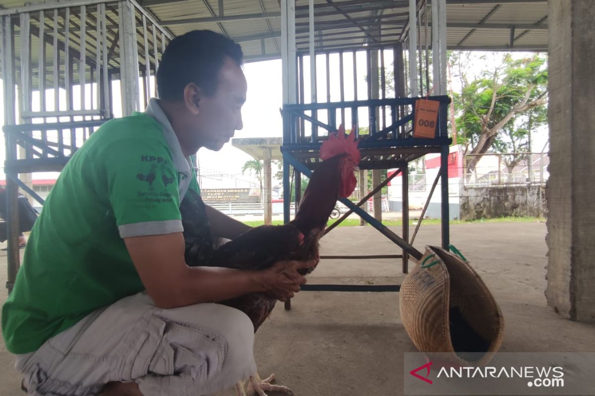 Ayam Pelung trah telaga mendung jadi  primadona kontes di Palembang