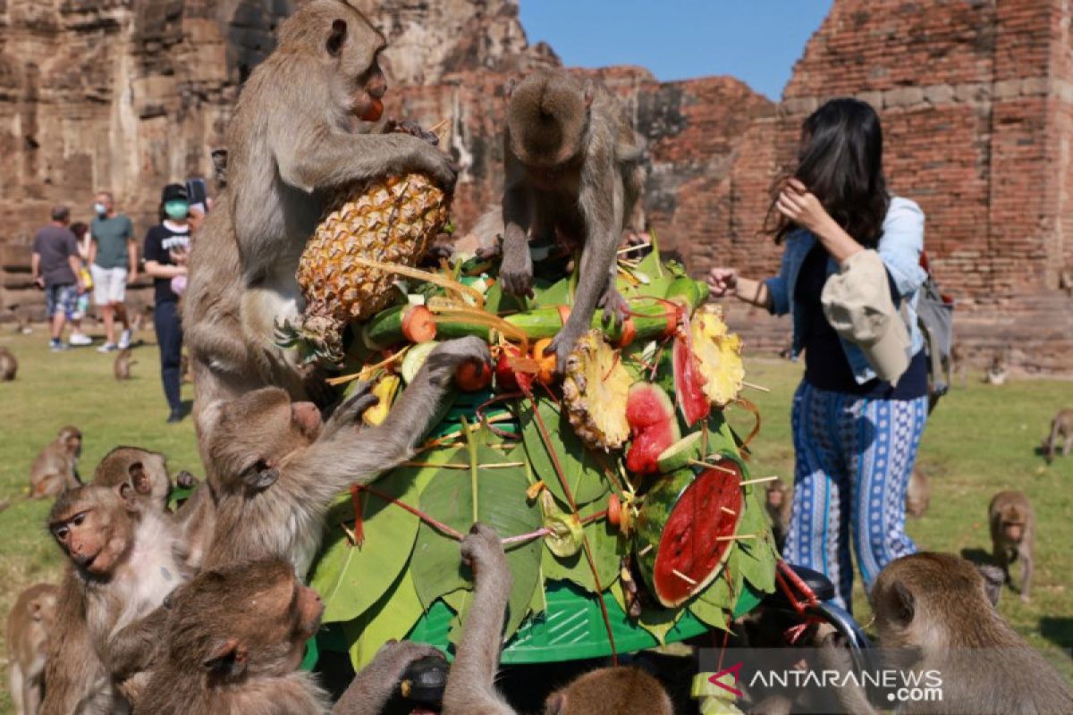 Thailand gelar festival monyet lagi