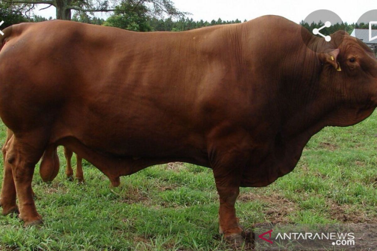 Peternak Riau peroleh bantuan 10 bibit sapi dari dua provinsi