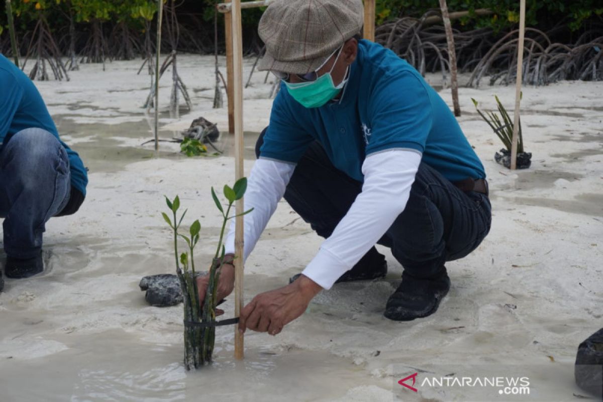 PLN Sulselrabar tanam 1.000 bibit mangrove di Pulau Sumanga Sultra