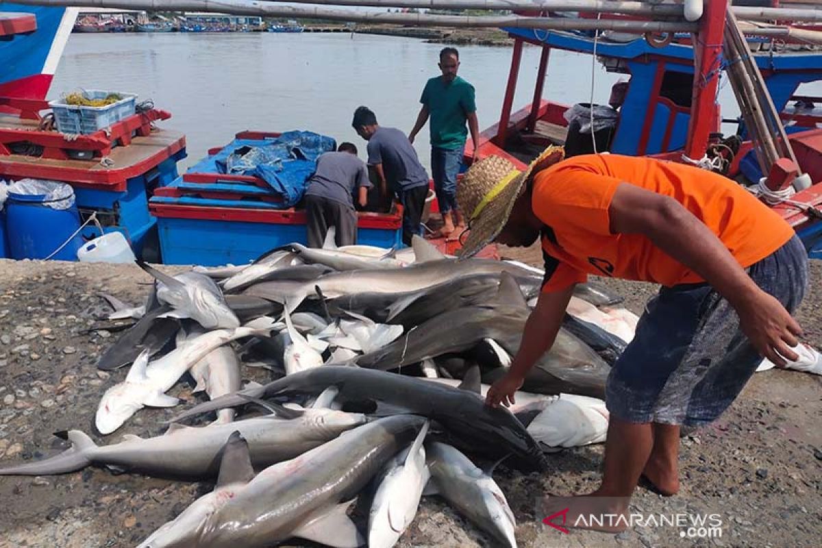 Cuaca buruk, tangkapan hiu nelayan Aceh Timur hanya 700 kilogram