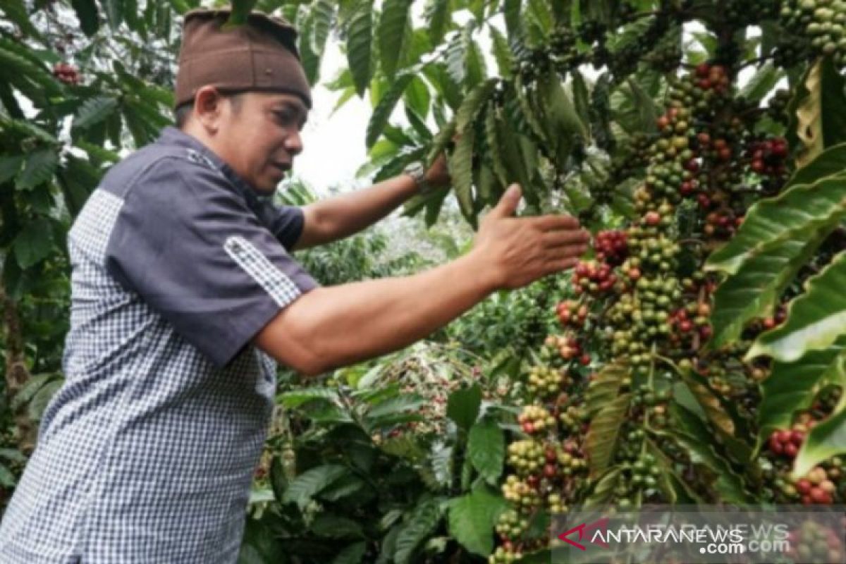 Pemprov Babel tambah 13 hektare pengembangan kebun kopi Desa Melabun