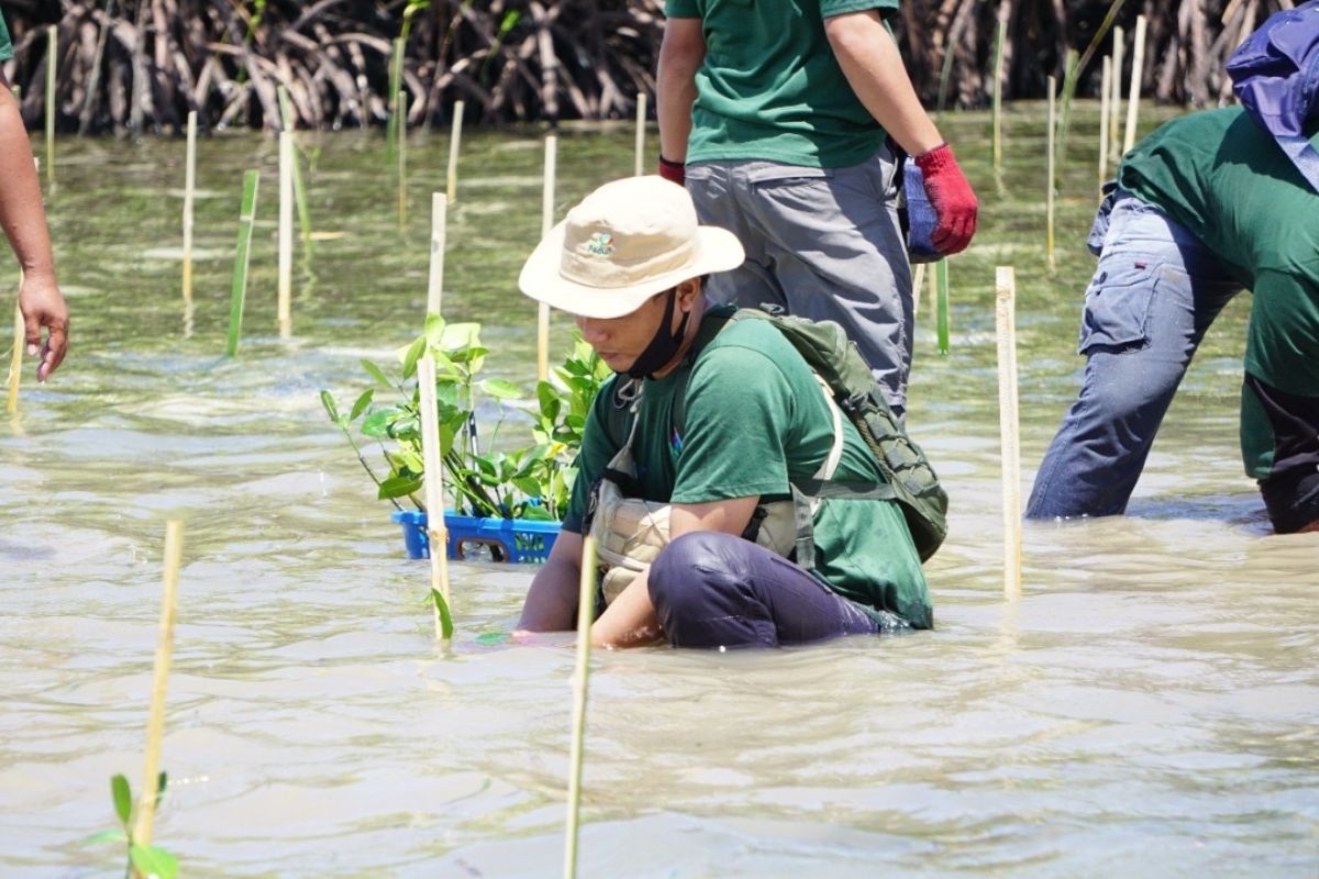 PLN tanam 10.000 bibit mangrove di Gili Petagan Lombok Timur